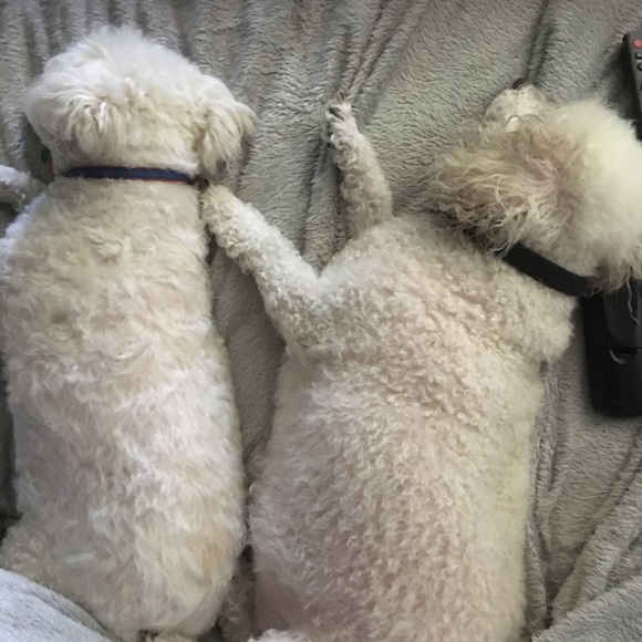 Other - “Sleeping Topper and Spinner” so peaceful.. my 🐶